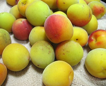 「青梅」と売られてた黄色い梅
