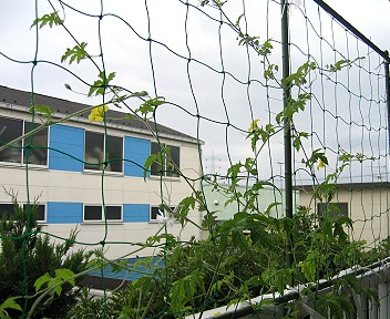 孫づるも延びてきた