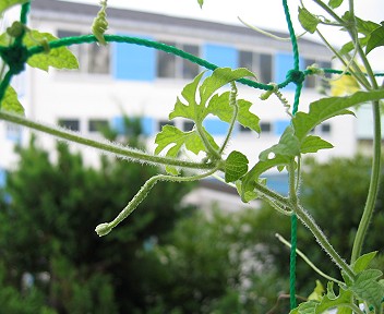 やっと咲きそうな雌花