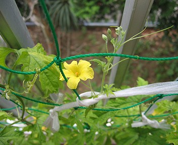 雄花は順調に咲いています