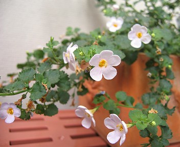 花をたくさん咲かせているステラ