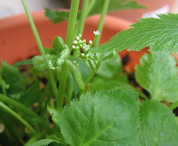 三つ葉に花が咲いてしまった