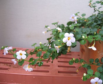 ステラの花