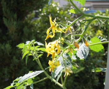 ミニトマトの花
