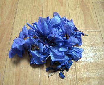 サフランの花ガラ