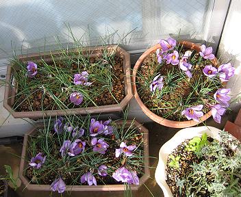 サフランの花