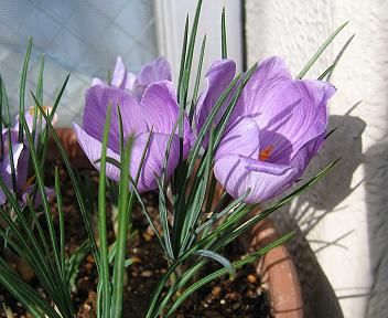 サフランの花