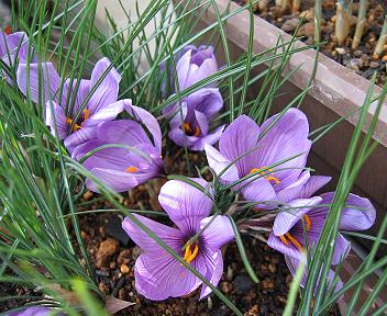 サフランの花
