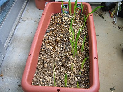 フリージアの芽