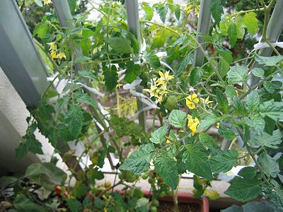 ミニトマトの花