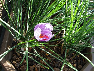 サフランの花