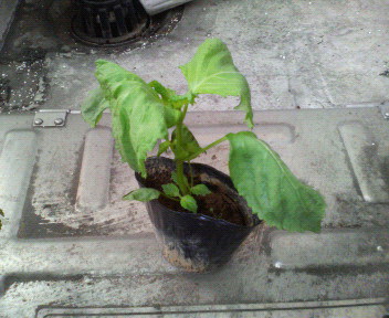 200904171047000.jpg