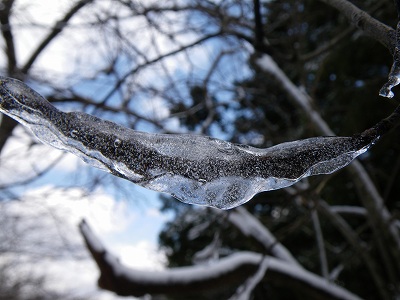 樹氷