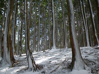 雪で縞模様になった杉林