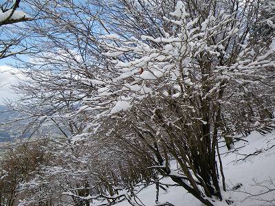 雪をのせた樹