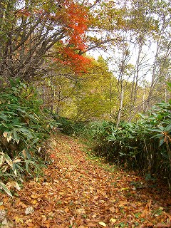登山道