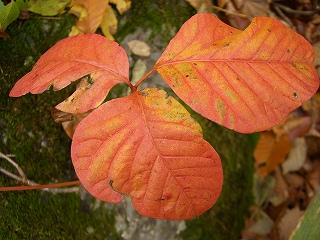 紅い葉