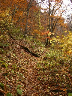 登山道