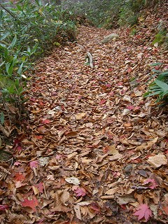 落ち葉道