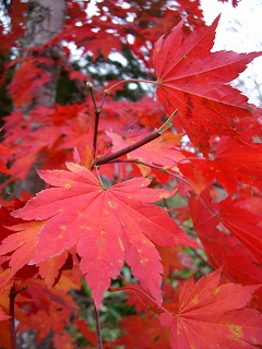 紅葉