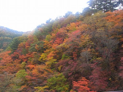 紅葉
