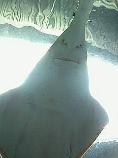 画像-0056_003.jpg