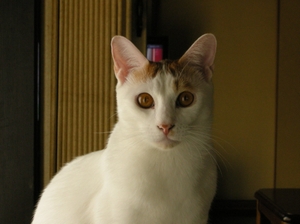neko1.jpg