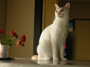 neko2.jpg