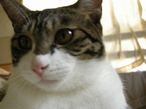 neko4.jpg