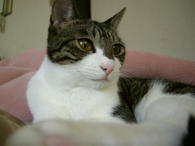 neko6.jpg