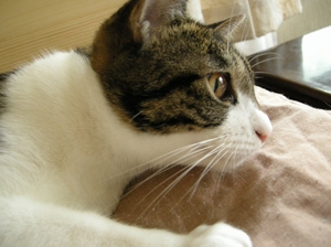neko7.jpg