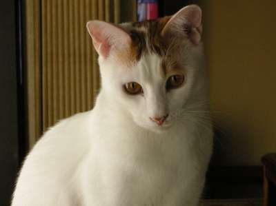 neko8.jpg