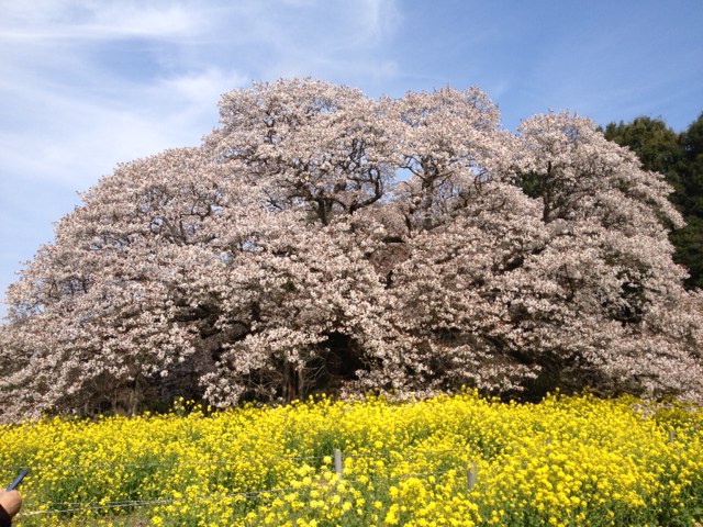 スリランカ旅報告2 シギリヤの美女たち プチポンな放課後♪