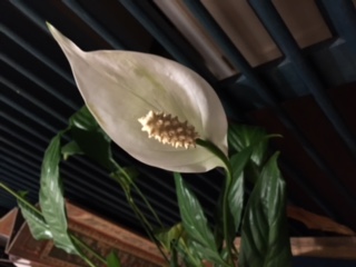 image9.jpeg