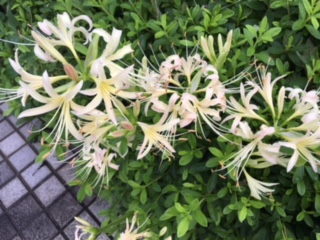 image1.jpeg