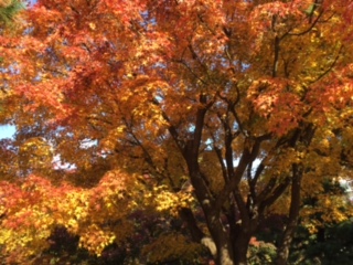 image1.jpeg