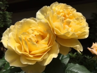 image1.jpeg
