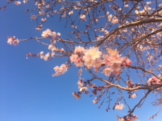 image1.jpeg