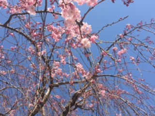 image1.jpeg
