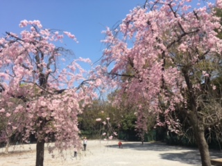 image1.jpeg