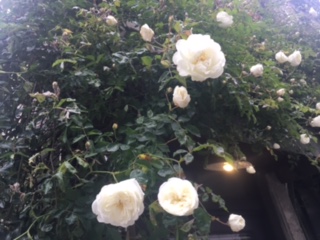 image4.jpeg