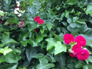image1.jpeg