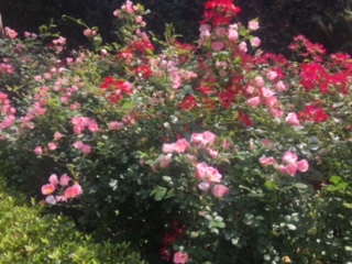 image1.jpeg