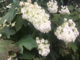 image1.jpeg