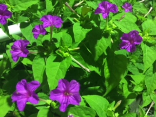 image1.jpeg