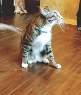 image1.jpeg