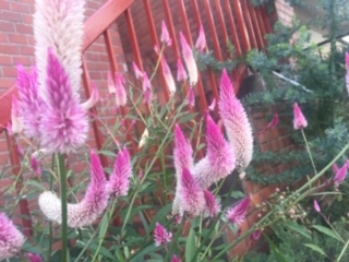 image5.jpeg