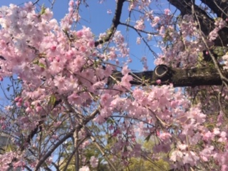 image1.jpeg