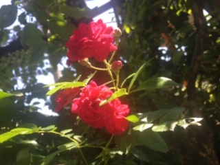 image1.jpeg