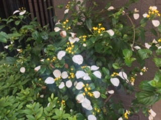 image1.jpeg